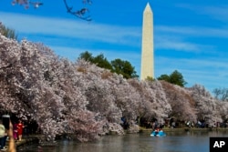 미국 워싱턴 DC 방문객들이 지난 2일 벚꽃이 남아있는 하천변을 걷고 있다. 워싱턴은 벚꽃 명소로 꼽히지만, 올해는 갑작스레 찾아온 늦추위와 눈 때문에 상당수 꽃들이 일찍 떨어졌다. 뒤로 보이는 것은 시내 주요 상징물 가운데 하나인 '워싱턴 모뉴먼트'.