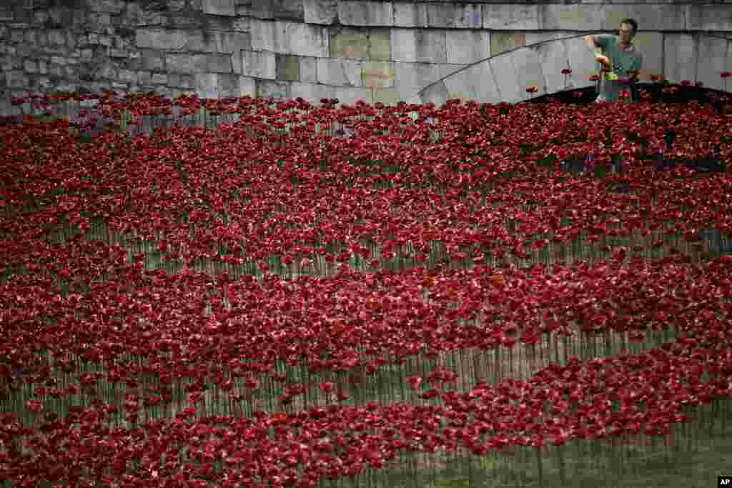 Ceramic poppies are placed as part of an art installation in the dry moat of the Tower of London. The installation of 888,246 ceramic poppies by ceramic artist Paul Cummins, entitled &quot;Blood Swept Lands and Seas of Read&quot; will be unveiled on Aug. 5 to mark the centenary of World War I.