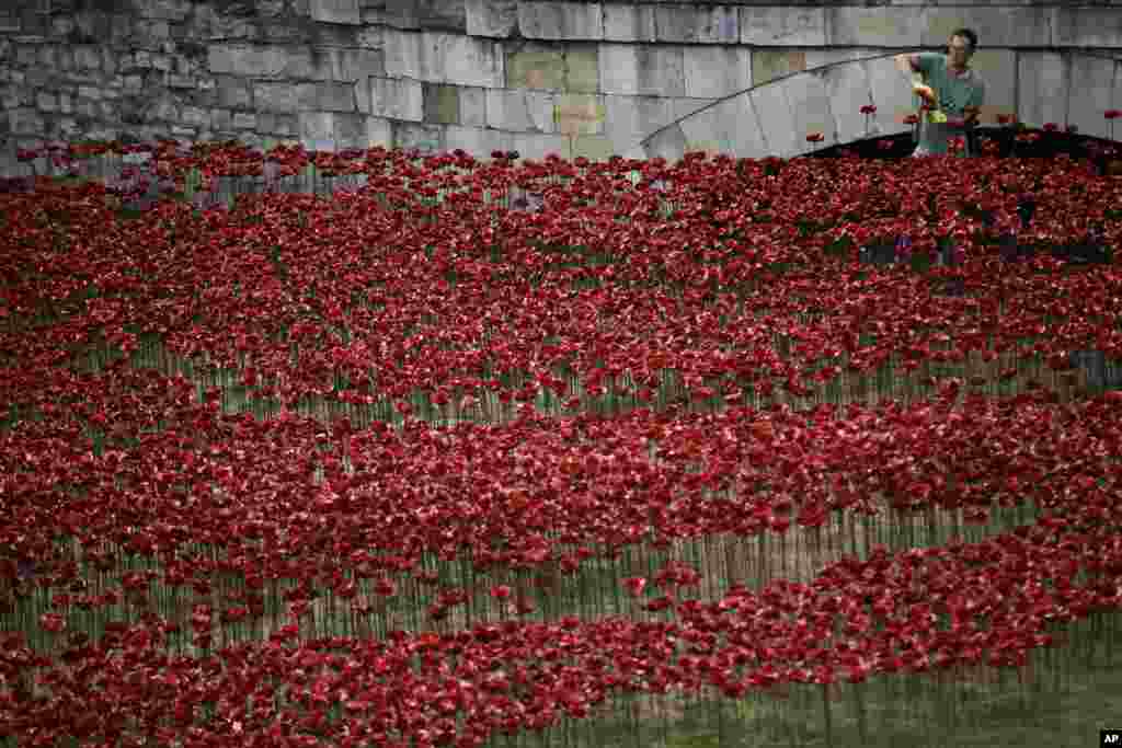 Ceramic poppies are placed as part of an art installation in the dry moat of the Tower of London. The installation of 888,246 ceramic poppies by ceramic artist Paul Cummins, entitled "Blood Swept Lands and Seas of Read" will be unveiled on Aug. 5 to mark the centenary of World War I.