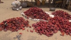 Reprise timide de la culture du poivron nigérien à Diffa