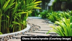 Path in tropical garden
