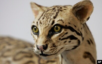 what would happen if ocelots went extinct