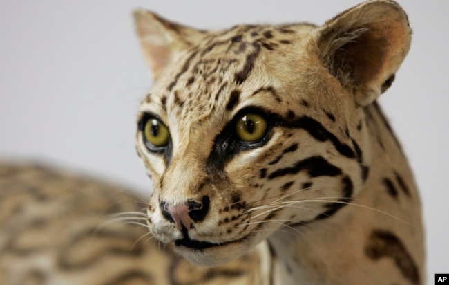 FILE - An Ocelot cat display is seen at the Santa Ana Wildlife Refuge visitor center near Alamo, Texas, May 9, 2007.