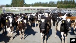 FILE - In this Aug. 28, 2015, file photo, cows stand in a pen before they are milked on a dairy farm near Carterton, New Zealand. In New Zealand there are twice as many cows as people.