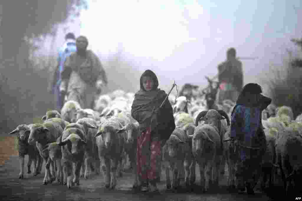 Young Indian Gujjar nomads walk with their flock through thick fog on the outskirts of Jammu, India. 