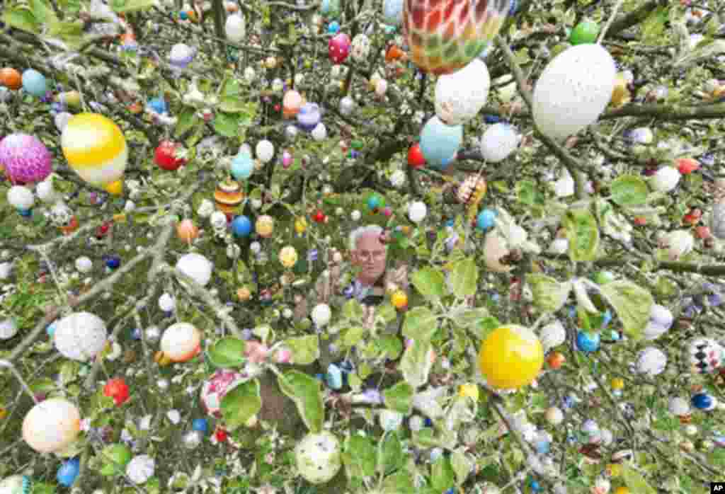 Volker Kraft fixes an egg at an apple tree decorated with about 10,000 painted Easter eggs in their garden in Saalfeld, central Germany, Wednesday, April 9, 2014. The Kraft family has decorated their tree for Easter for more than forty years. (AP Photo/Je