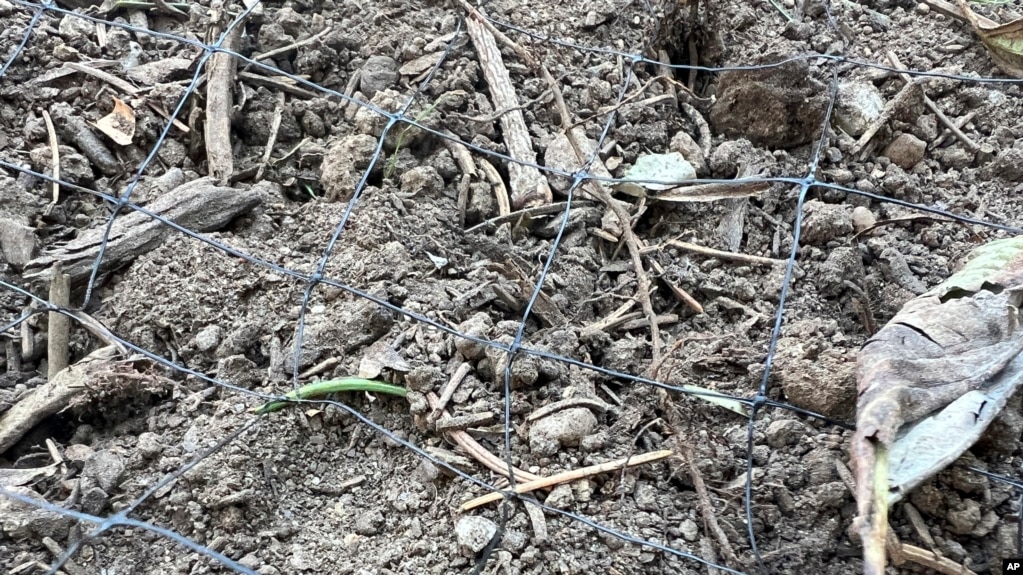 This Oct. 21, 2024, image provided by Jessica Damiano shows bird netting installed over a garden bed on Long Island, N.Y. (Jessica Damiano via AP)