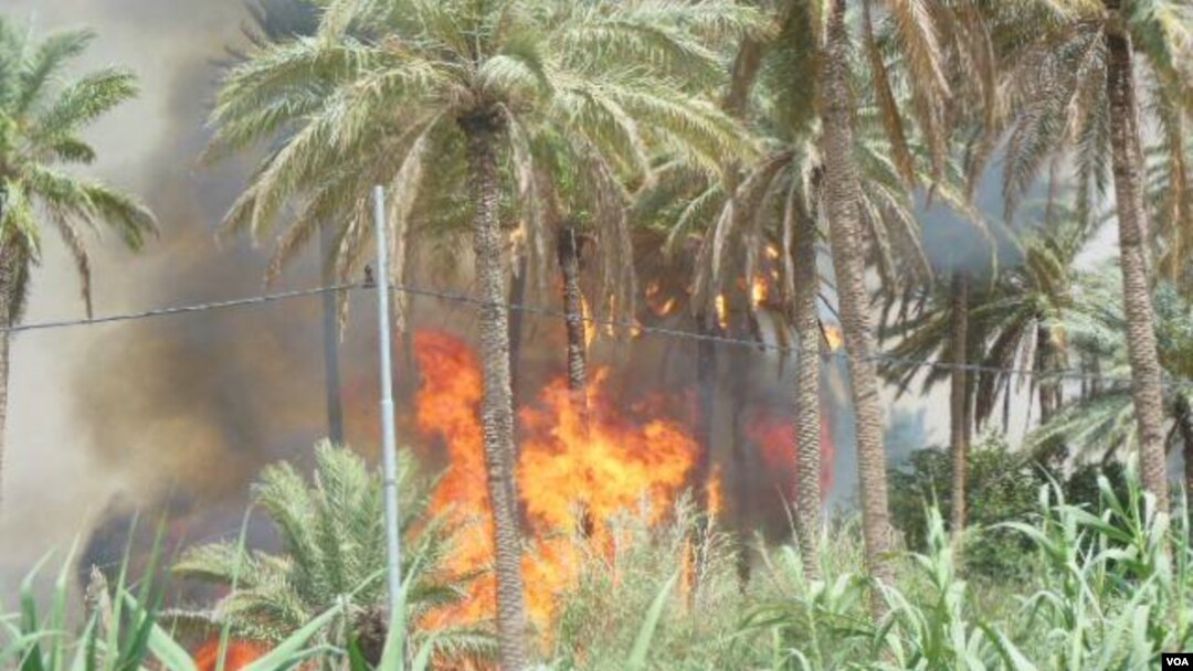Orchards burn in Khanaqin/ فۆتۆ. سه‌روه‌ر عه‌لی