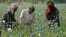 FILE - Afghan farmers harvest opium in Helmand province, Afghanistan, in April 2014. 
