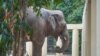 “Lonely” Kaavan Enjoys Some Much-Needed Pachyderm Affection 