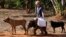 FILE - Seven-and-a-half month old orphaned elephant calf named Moses takes his daily walk with pet dogs Barney, left, Bagheera right, and foundation owner, Jenny Webb, center, at their home in Lilongwe, Malawi, Oct. 8, 2012..