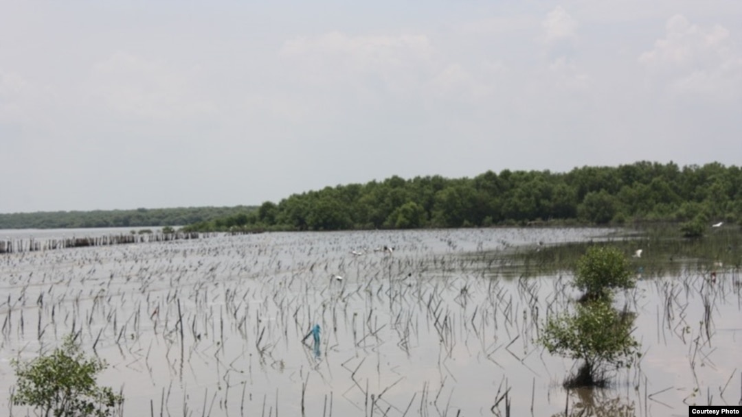 Hutan bakau yang ada di kawasan pantai timur Sumatra Utara yang terus terdegradasi. (courtesy: Onrizal).