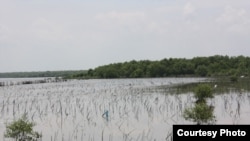 Hutan bakau yang ada di kawasan pantai timur Sumatra Utara yang terus terdegradasi. (courtesy: Onrizal).