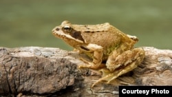 Scientists have discovered that different species of frogs produce potent cocktails of antibiotics. (Richard Bartz)