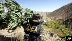 ARCHIVO - Un agente de la DEA lleva a hombros un manojo de plantas de marihuana por una pendiente pronunciada después de trabajar con otros agentes de la ley para limpiar una parcela de plantas de un bosque nacional cerca de Entiant, Washington, el 20 de septiembre de 2005.