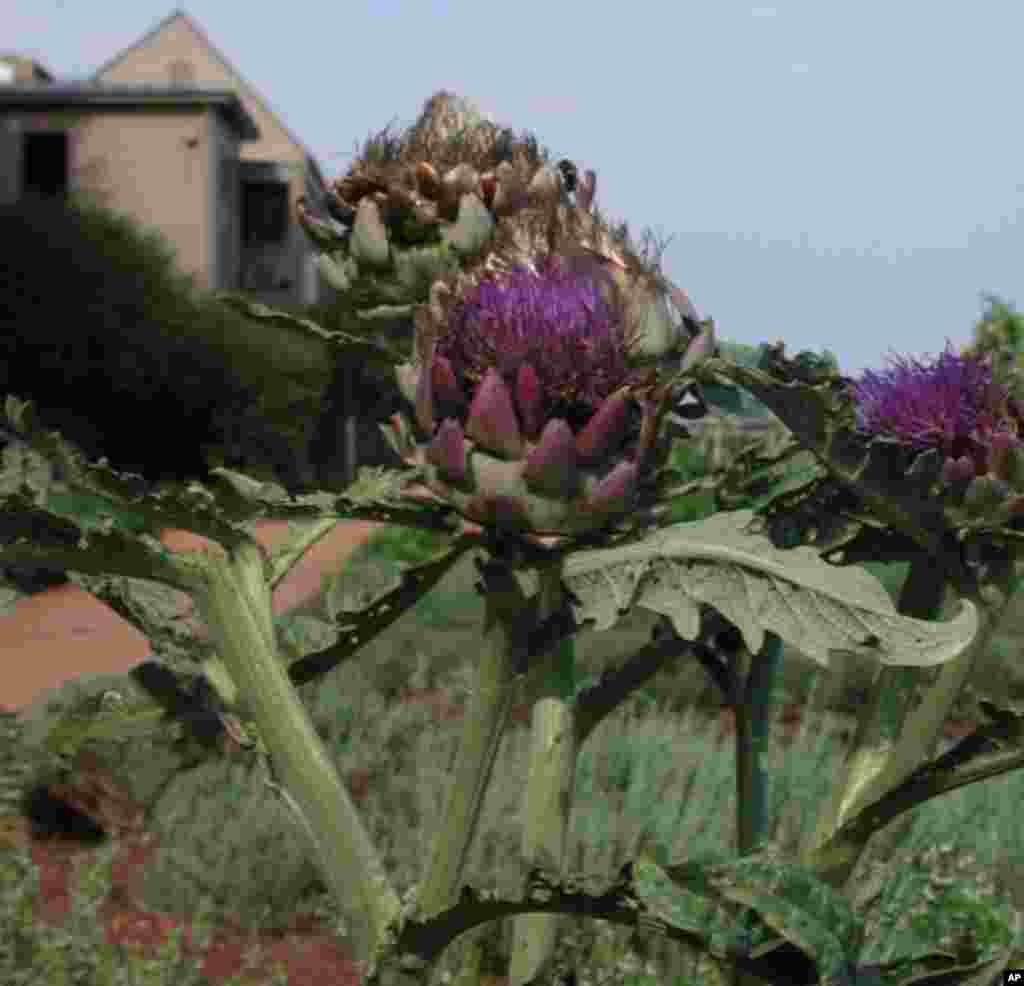 The artichokes that are left to go to seed are packaged for visitors to purchase. (VOA - R. Skirble)