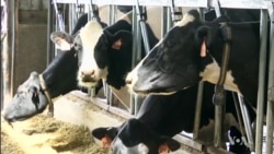 Improving Living Conditions Makes Cows and Farmers Happier