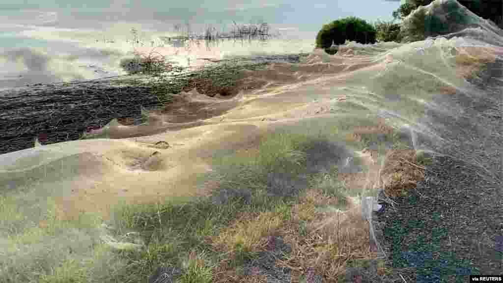 A still image from a social media video shows spiders&#39; gossamer near wetlands in Gippsland, Victoria, Australia. (Credit: Carolyn Crossley via Facebook)