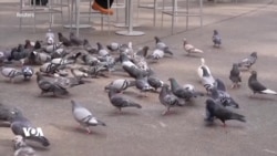 Kevokhezekî New Yorkê Wan ji Mûyên Avêtî Rizgar Dike