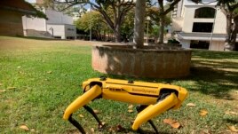 Spot, a robotic Honolulu police dog, stands outside department headquarters during a demonstration to reporters Friday May 14, 2021. (AP Photo/Jennifer Sinco Kelleher)