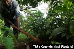 Ezekiel Murimi prepares seedlings for planting near the Ondiri swamp in central Kenya, May 18, 2018.