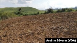 Deux hectares de champ labouré pour une culture de haricot à Loudima au Congo, le 2 avril 2019. (VOA/Arsène Séverin)