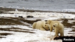 FILE - Polar bear and cubs in the Arctic, Dec. 21, 2005. (Credit: U.S. Fish and Wildlife Service Alaska Image Library)