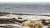 Polar Bear Numbers Seen Declining A Third From Arctic Sea Ice Melt