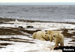 FILE - A polar bear sow and two cubs are seen on the Beaufort Sea coast within the 1002 Area of the Arctic National Wildlife Refuge in this undated handout photo provided by the U.S. Fish and Wildlife Service Alaska Image Library, Dec. 21, 2005.