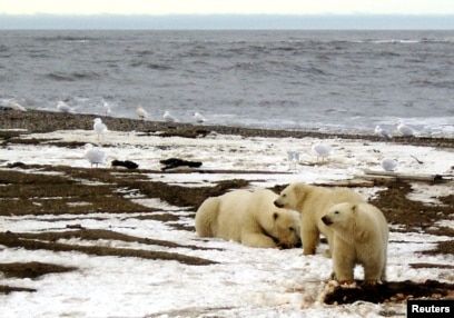 Cameras offer rare glimpse into lives of polar bears as they