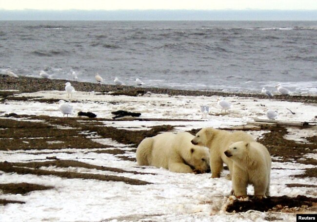FILE - A polar bear sow and two cubs are seen on the Beaufort Sea coast within the 1002 Area of the Arctic National Wildlife Refuge in this undated handout photo provided by the U.S. Fish and Wildlife Service Alaska Image Library, Dec. 21, 2005.