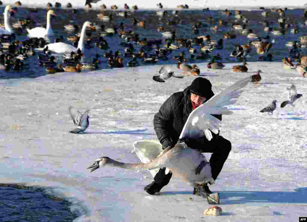 An ornithologist catches a swan on lake Drozdy near the Belarus capital Minsk to ring the bird for its future identification. 