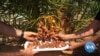 Israel Harvests Dates From 2,000 Year-Old Seeds