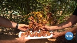 Israel Harvests Dates From 2,000 Year-Old Seeds