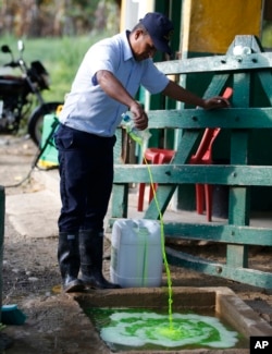 A security guard applies chemical to a basin use in decontaminating boots, as a part of sanitary controls at the entrance of a quarantined banana plantation near Riohacha, Colombia, Friday, Aug. 23, 2019. (AP Photo/Fernando Vergara)