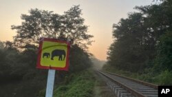 ډیر فیلان په سريلانکا کې د ریل ګاډو سره د ټکر له کبله مړه شوي دي.