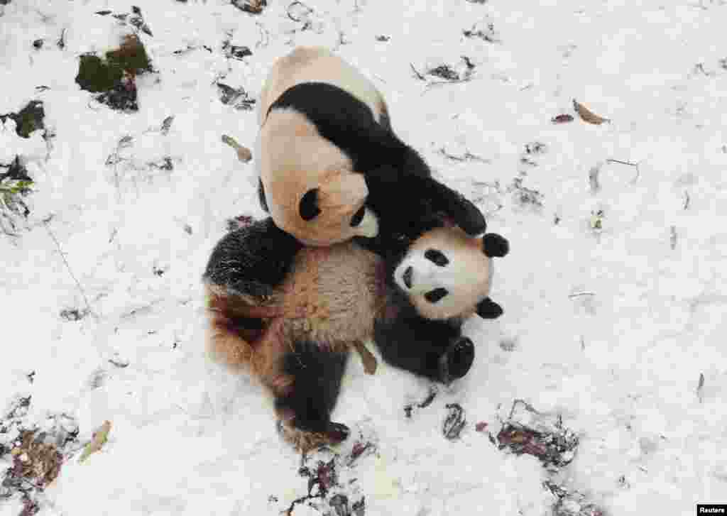 Giant pandas Chengjiu and Shuanghao play in the snow at a zoo in Hangzhou, Zhejiang province, China.