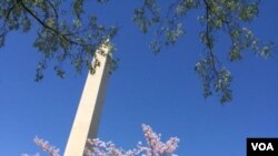 Cherry Blossom Festival li Washington.