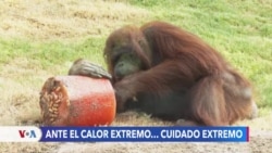 Zoológico de Phoenix aplica medidas especiales para proteger a los animales en verano