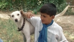 Ten-Year-Old Afghan Boy, His Dog Walk Hundreds of Miles for Peace