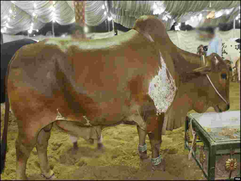 منڈی میں موجود ایک خوبصورت بیل 