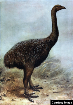 A new study suggests that the flightless birds named moa were completely extinct by the time New Zealand's human population had grown to two and half thousand people at most. (George Edward Lodge)