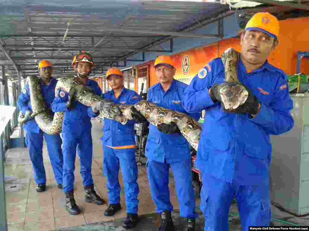 Members of the Malaysia's Civil Defence Force hold a python that was caught near a flyover in Penang.