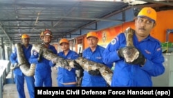 نیروهای دولتی پس از یک ساعت و نیم موفق شدند که مار را بگیرند