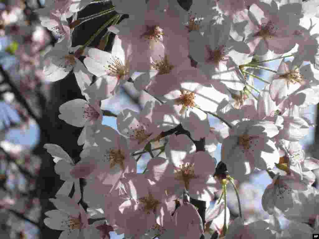 Walker says a single blossom tells a story of life and death and how to live with tragedy. 