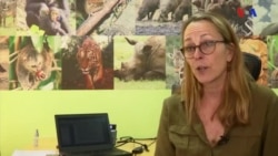 O impacto da guerra sobre a vida animal em África