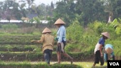 Implementasi APBD dinilai lebih tepat sasaran dalam menjangkau kantung-kantung kemiskinan. Pengamat mendesak pemerintah memprioritaskan sektor pertanian dalam pemberantasan kemiskinan (foto: dok).