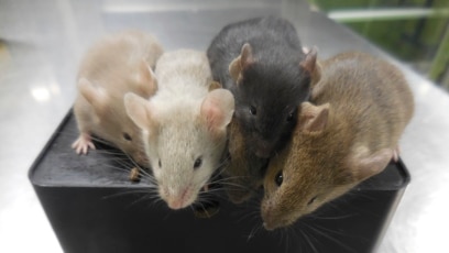 For First Time, Scientists Create Mice with Cells from Two Males
