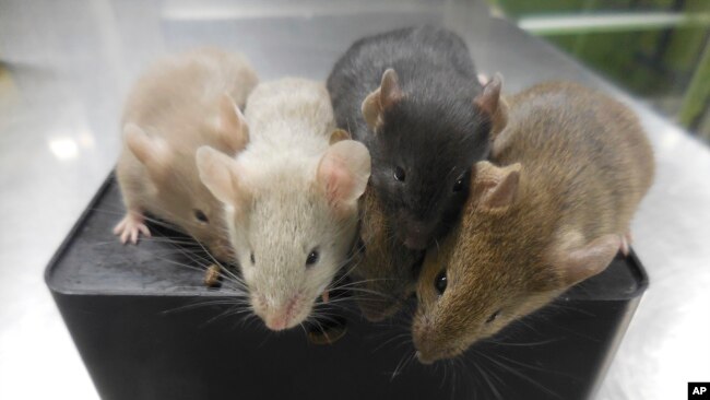 This photo provided by researcher Katsuhiko Hayashi shows mice derived from stem cells, four weeks after their birth, in Osaka, Japan in September 2021. (Katsuhiko Hayashi via AP)