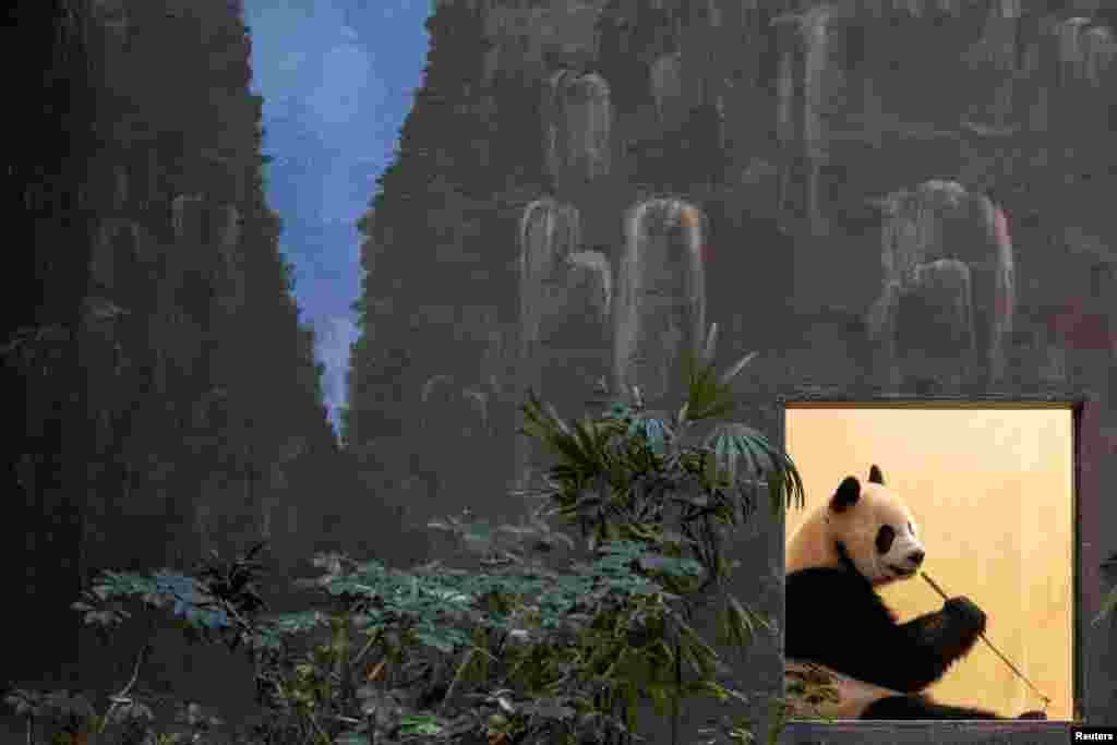 Giant panda An An sits in Ocean Park on a media preview day, Hong Kong, China.